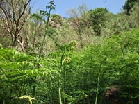qua Rocca10062012 106